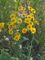 Helenium