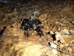 Anoplotrupes