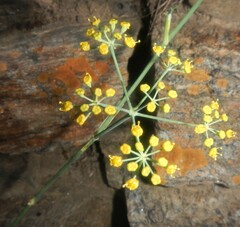 Foeniculum