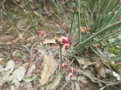 Daviesia brevifolia