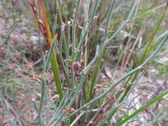 Daviesia brevifolia