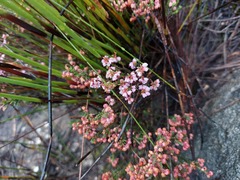 Erica umbelliflora