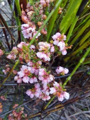 Erica umbelliflora