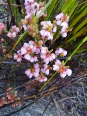 Erica umbelliflora