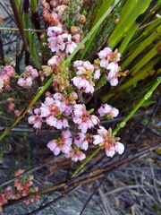 Erica umbelliflora