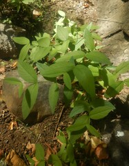 Lysimachia vulgaris