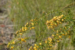Daviesia umbellulata