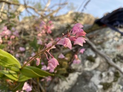 Dendrobium kingianum