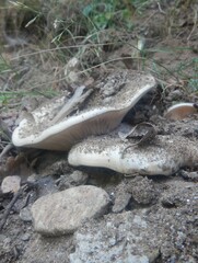 Lactarius controversus