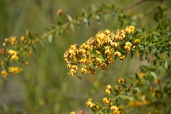 Daviesia umbellulata