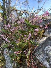 Dendrobium kingianum