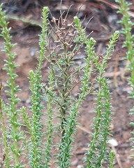 Eriocephalus