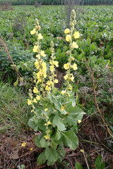 Verbascum phlomoides