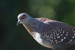 Columba guinea phaeonota