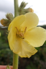 Verbascum phlomoides