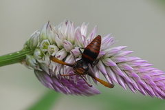 Rhynchium