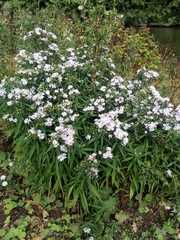 Symphyotrichum