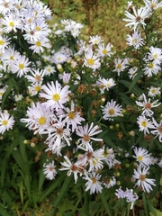 Symphyotrichum