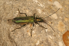 Oedemera nobilis