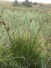 Bolboschoenus maritimus