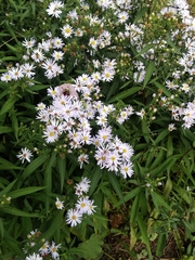 Symphyotrichum
