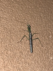 Litaneutria ocularis