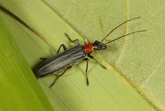 Oedemera croceicollis