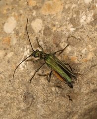 Oedemera nobilis