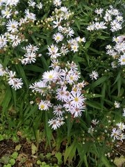 Symphyotrichum