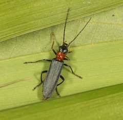 Oedemera croceicollis