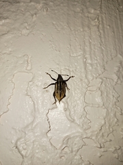 Diaprepes abbreviatus