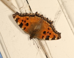 Nymphalis polychloros