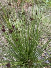 Juncus conglomeratus