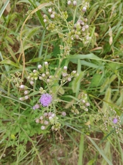 Cyanthillium cinereum