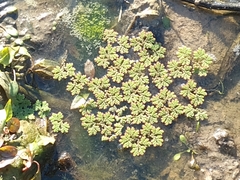 Azolla