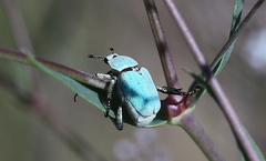 Hoplia parvula