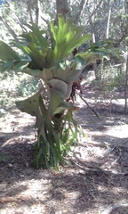 Platycerium superbum