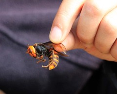 Vespa mandarinia