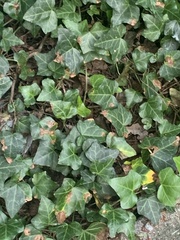 Hedera helix