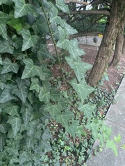 Hedera helix