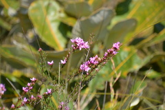 Boronia