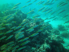 Mulloidichthys vanicolensis