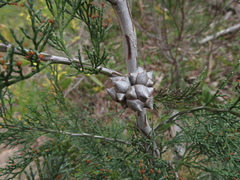 Callitris rhomboidea