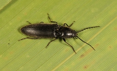 Hemicrepidius hirtus