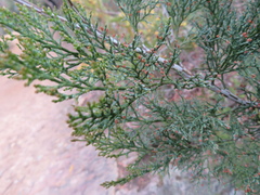 Callitris rhomboidea