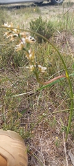 Prasophyllum occidentale