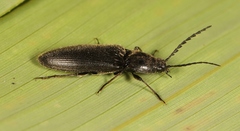 Hemicrepidius hirtus