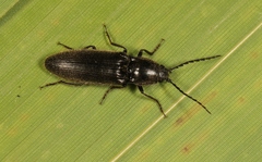 Hemicrepidius hirtus