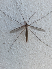 Tipula oleracea