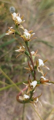 Prasophyllum occidentale